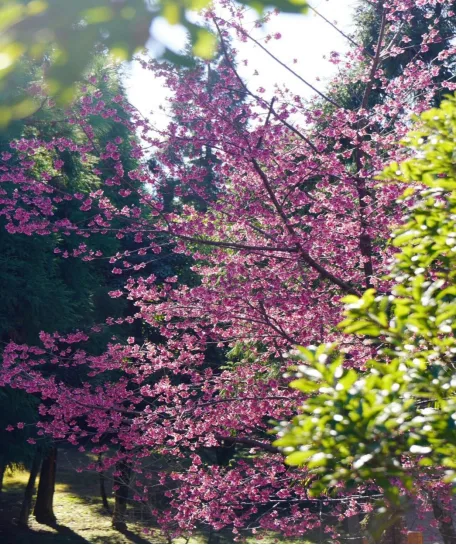 周末去哪儿 | 花开正盛！一起去看福州绚烂的冬天
