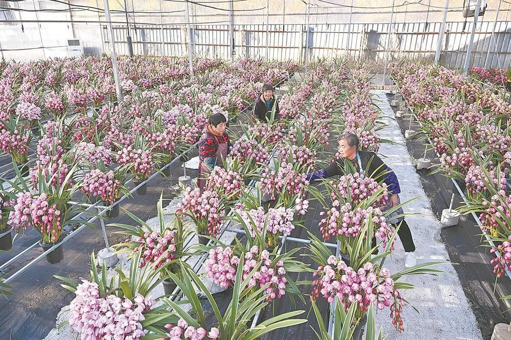 周宁：年宵花采收忙 社会