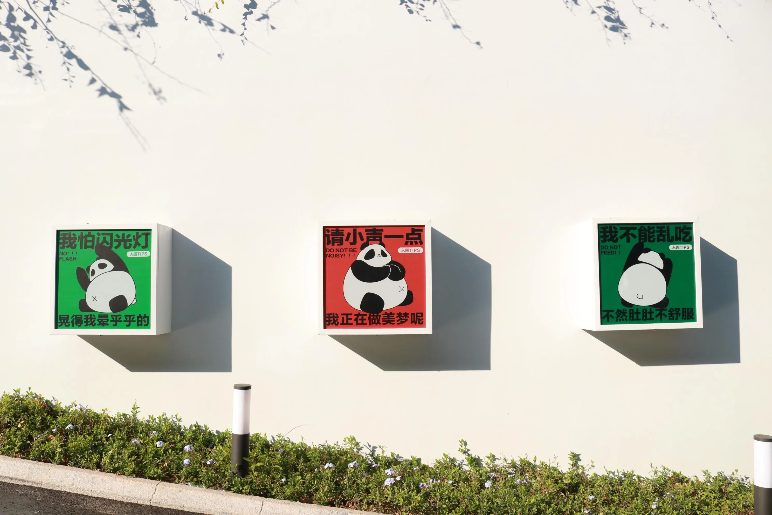 “国宝天团”上线营业！第一时间近距离看熊猫吃播→ 社会