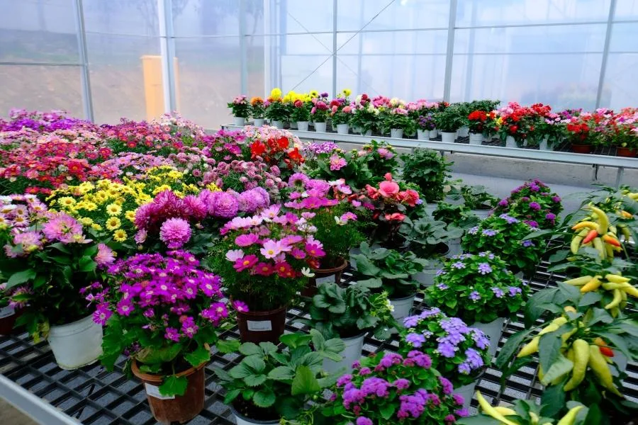 2026年福建省花卉苗木交易会暨高速花博园新春花市开幕