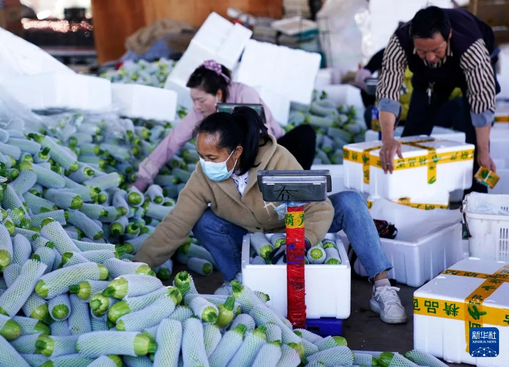 云南元谋：南菜北运生产忙