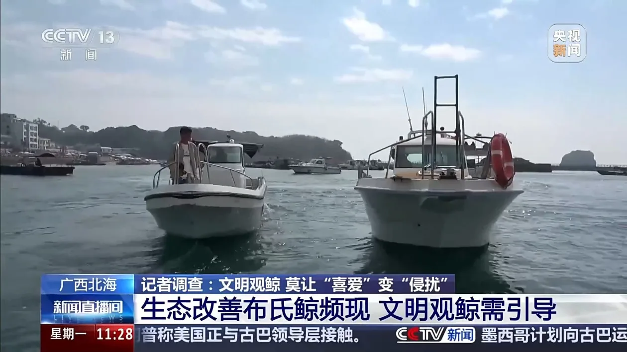 莫让“喜爱”变“侵扰” 专家呼吁规范秩序、文明观鲸